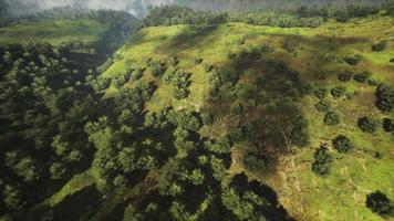 foresta tropicale nella vista mattutina dell'altopiano della Malesia video