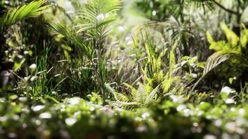 Nahaufnahme von Dschungelgras und Pflanzen video