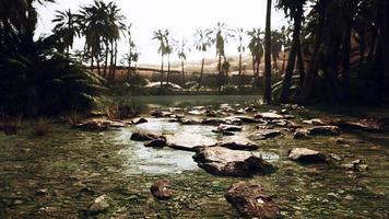 Desert oasis pond with palm trees and plants video