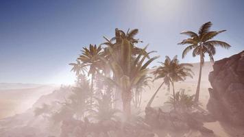 Erg Chebbi Dunes in the Sahara Desert video
