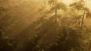 raios solares aéreos na floresta com nevoeiro video