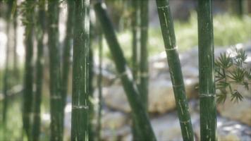 Green Bamboo trees forest background video