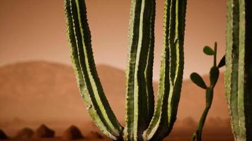 pôr do sol no deserto do arizona com cacto saguaro gigante video