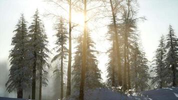 esplêndida cena de natal na floresta de montanha. nascer do sol de inverno colorido video