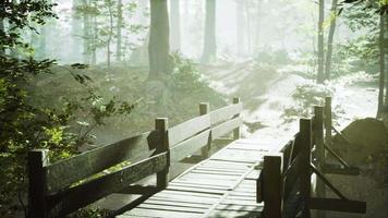 Alte Holzbrücke über einen kleinen Bach in einem Park video