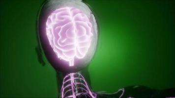 den mänskliga hjärnans anatomi video