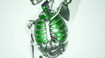 modelo de pulmões humanos com todos os órgãos e ossos video