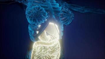 corpo humano com sistema digestivo visível video