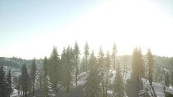 paysage d'hiver éclairé par la lumière du soleil le matin video