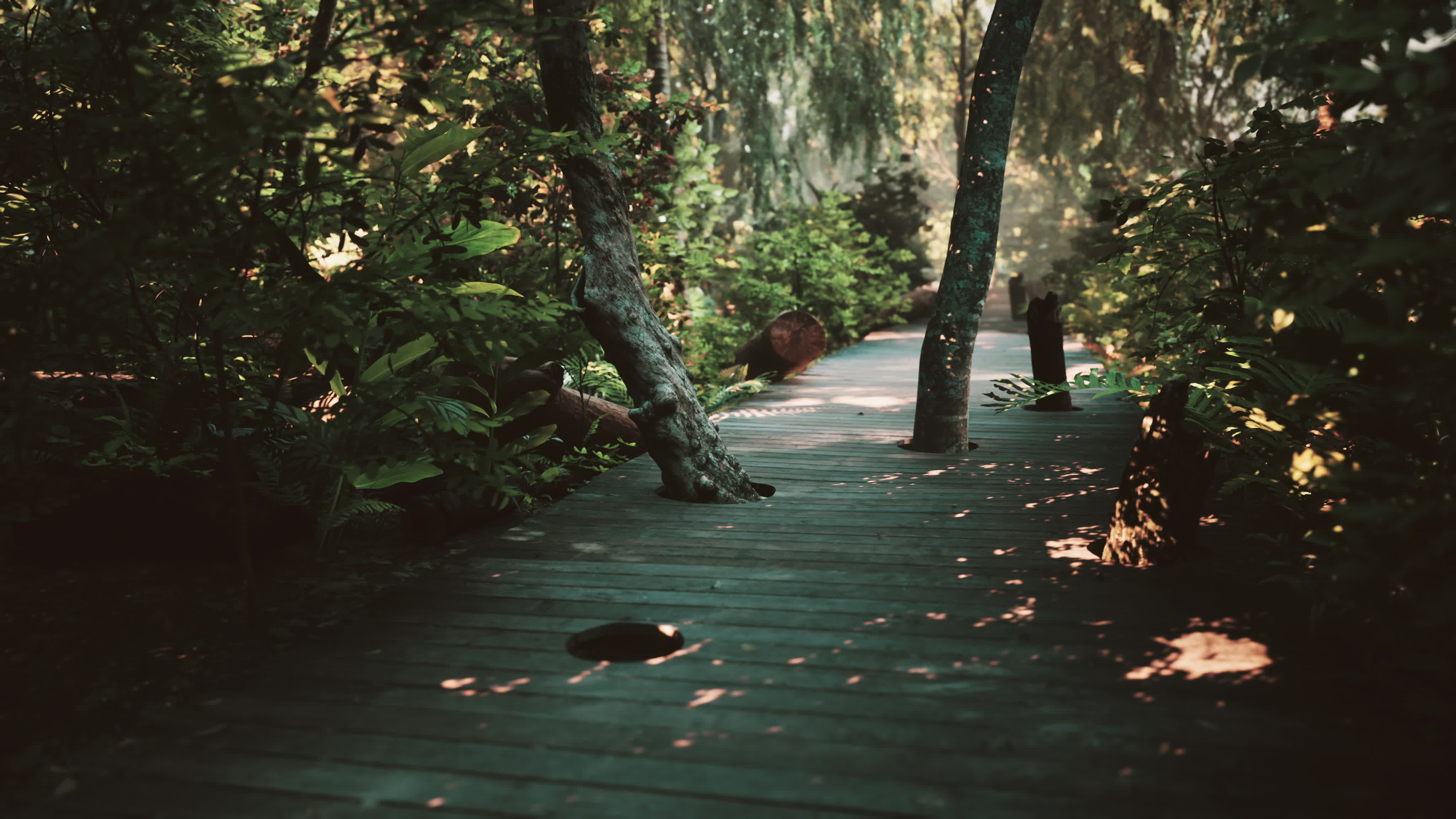 Wooden path track from planks in forest park 6164896 Stock Video at ...