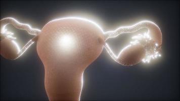 anatomia del aparato reproductor femenino video