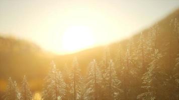 Kiefernwald bei Sonnenaufgang mit warmen Sonnenstrahlen