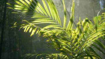 lumière vive qui brille à travers le brouillard brumeux humide et les feuilles de la jungle video