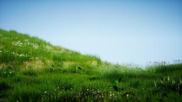 Field of green fresh grass under blue sky video