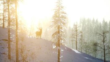 Proud Noble Deer Male in Winter Snow Forest video