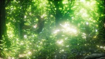 grand cerf rouge dans une forêt verte video