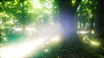 grand cerf rouge dans une forêt verte video