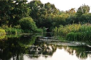 Stork in flight over the pond at beautiful evening sunset photo