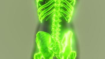 cuerpo humano transparente con huesos esqueléticos visibles video