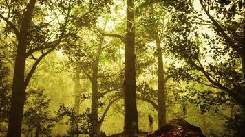 foresta estiva con nebbia profonda video