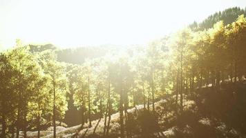bright sunset in the mountains with yellow forest video