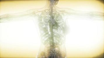 immagine a raggi x del corpo umano