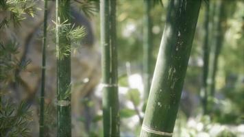 Green Bamboo trees forest background video
