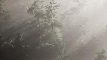 Luftsonnenstrahlen im Wald mit Nebel