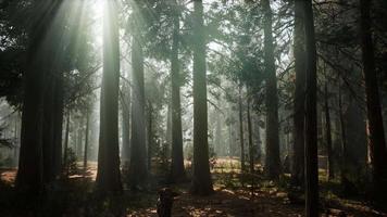 parque nacional sequoia bajo las nubes de niebla video
