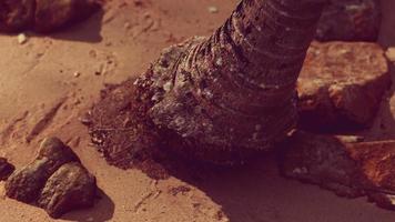 closeup of a palm tree trunk at caribbean sand beach video