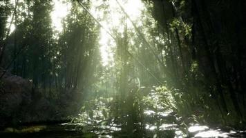 Lush green leaves of bamboo near the shore of a pond with stones. video