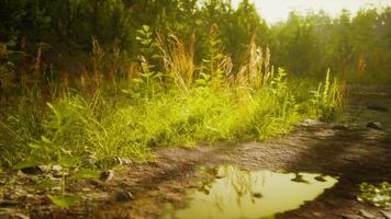 Puddles and mud and green grass on a dirt road