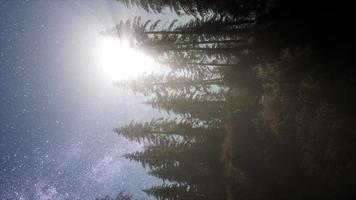 Vintergatan galaxen över skogen video