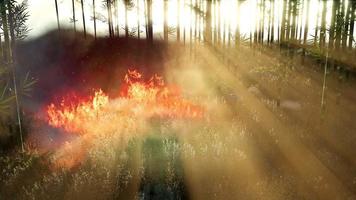 Wind blowing on a flaming bamboo trees during a forest fire video