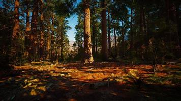 secuoyas gigantes en el parque nacional de secuoyas en california, ee.uu. video
