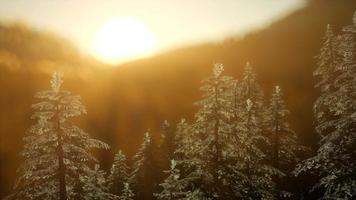 bosque de pinos al amanecer con cálidos rayos de sol video