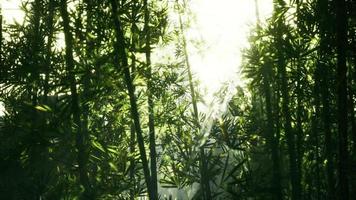Grüne Bambusblätter in einem leichten Nebel video