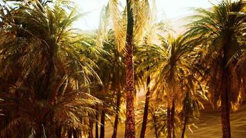 palmeiras dentro das dunas video