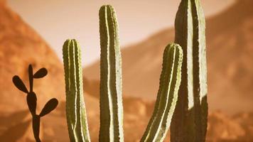 arizona öken solnedgång med jätte saguaro kaktus video