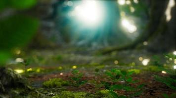 Sunlight rays pour through leaves in a rainforest video