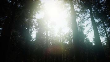 gigantiska sequoiaträd på sommaren i sequoia nationalpark, Kalifornien video