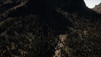 panorama of cone forest at mountains video