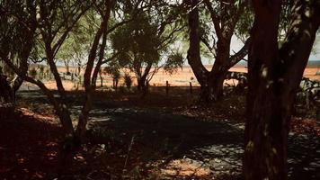 outback road with dry grass and trees video