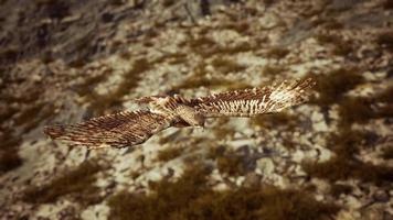 toma de cámara lenta extrema de águila video