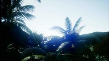 paisagem de montanha e campo com palmeiras video