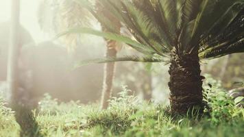 jardín tropical con palmeras en los rayos del sol video
