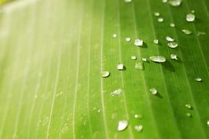 Close up of water drop on banana green leaf backgrounds photo