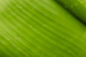 Blurred of Green Banana leaves backgrounds and texture