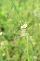 single macro close up of grass flower on green nature backgrounds photo