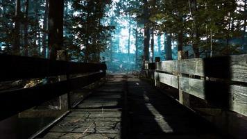 Alte Holzbrücke über einen kleinen Bach in einem Park video